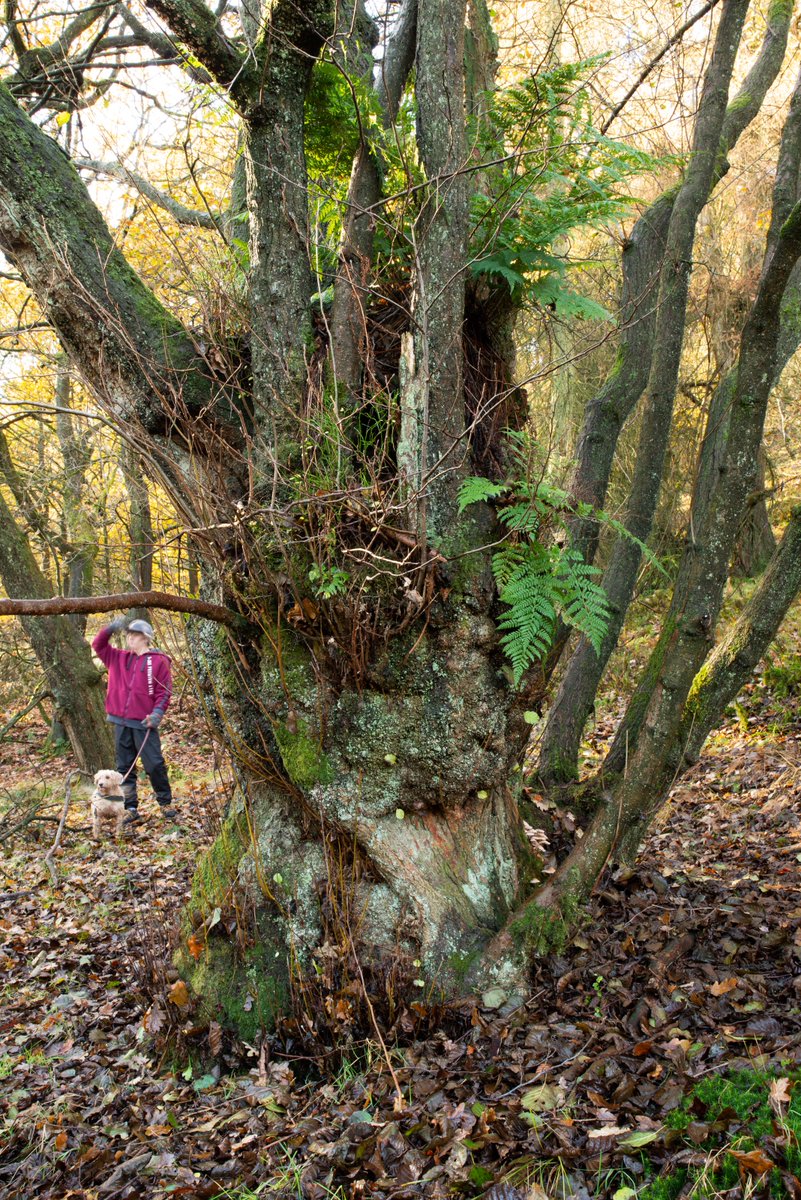 michaelfairles1's tweet photo. @LothersdaleWG  Woodland at Harwes farm on Kelbrook Moor, from old maps 1840, extended across the whole moor, but appears to have been planted up with a mixture of trees, Sweet Chestnut, Beech, but old Oaks, Alder, Birch,( ancient woodland?) New planting outside and some inside. https://t.co/IBVCW1CRmO