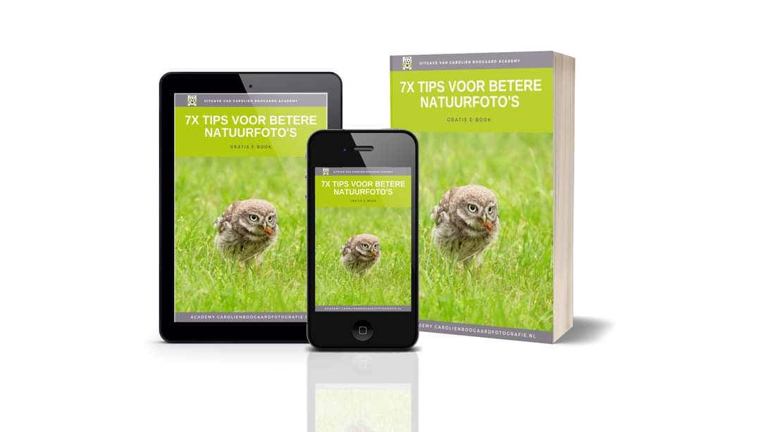 Wil je je natuurfoto's verbeteren? Download dan nu het gratis e-book 7x tips voor betere natuurfoto's
academy.carolienboogaardfotografie.nl