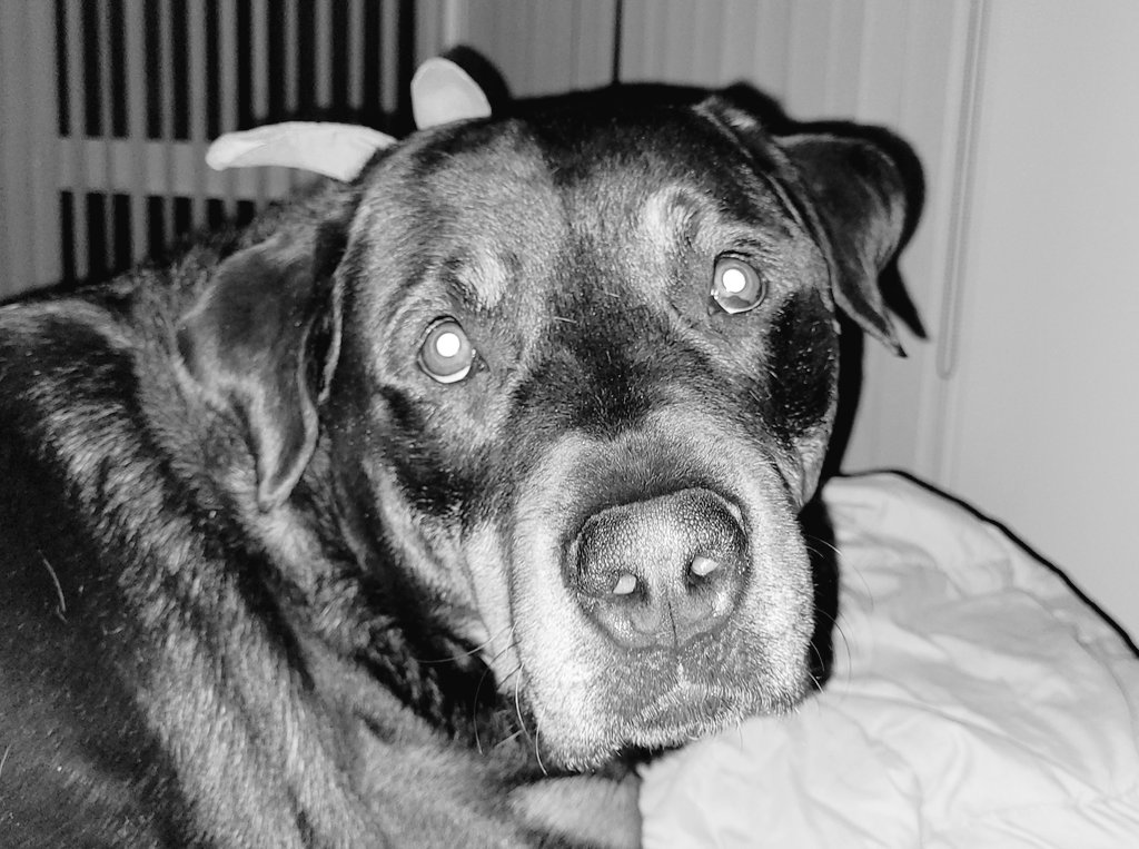 Team Servicerottie🇨🇦🐕‍🦺🦽 tweet media