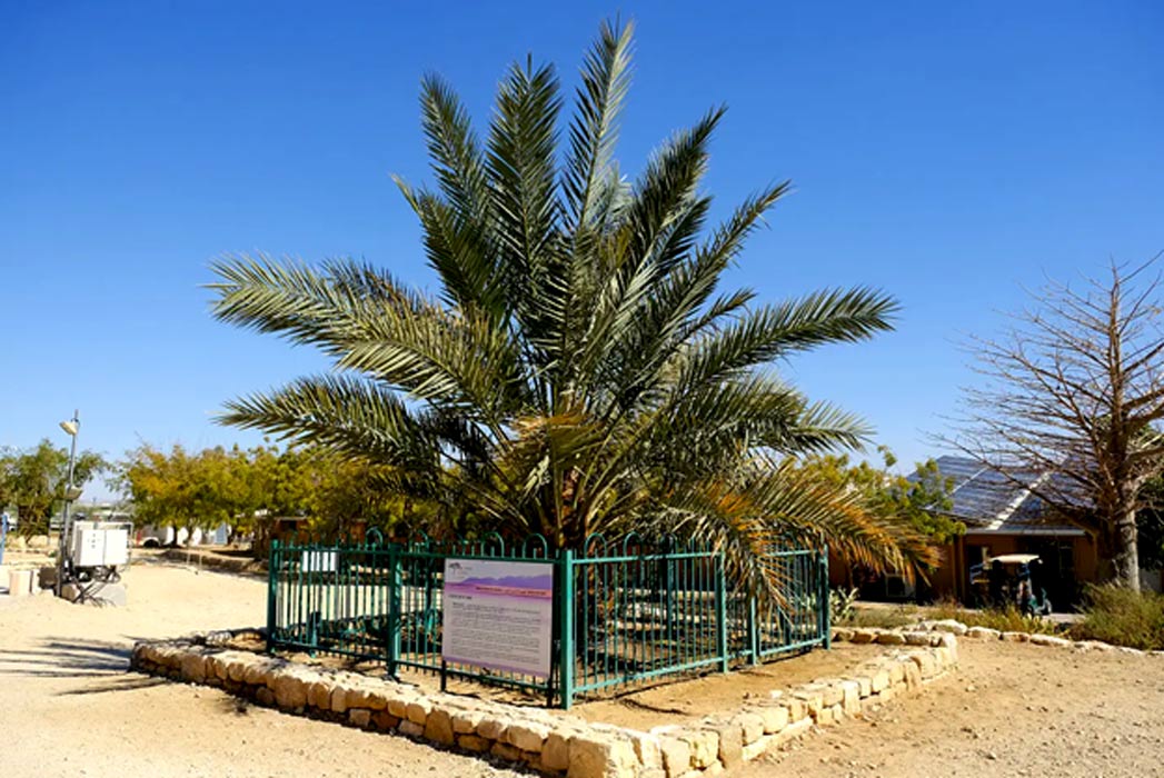 Archaeologists unearthed a small stockpile of seeds stowed in a clay jar dating back 2,000 years. Remarkably, attempts to grow one of the seeds was successful and researchers have now brought back the once extinct Judean date palm. ancient-origins.net/ancient-places…