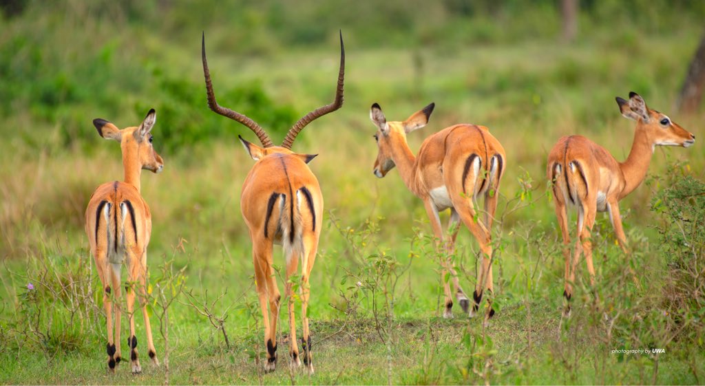 "It seems to me that the natural world is the greatest source of excitement; the greatest source of visual beauty; the greatest source of intellectual interest." - Sir David Attenborough. Good morning from the Ugandan wilderness. Have a great week! #MondayMotivation