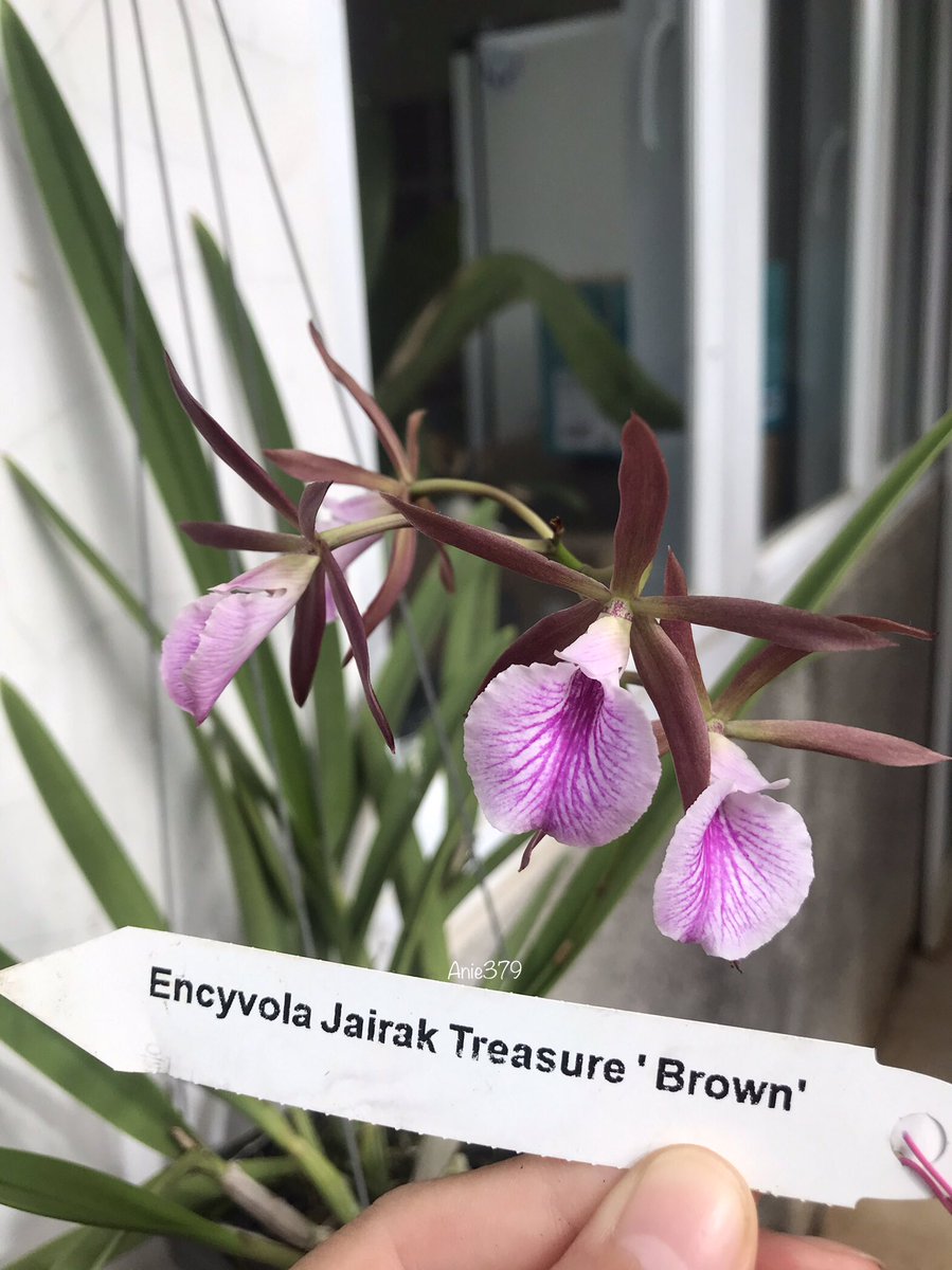 anie_379's tweet photo. Yay. It’s the 2nd flowers she gave me. Encyvola Jairak Treasure Brown. 🥰🥰 #orchids #orchidslovers #encyvola https://t.co/6KDgsg0oE4