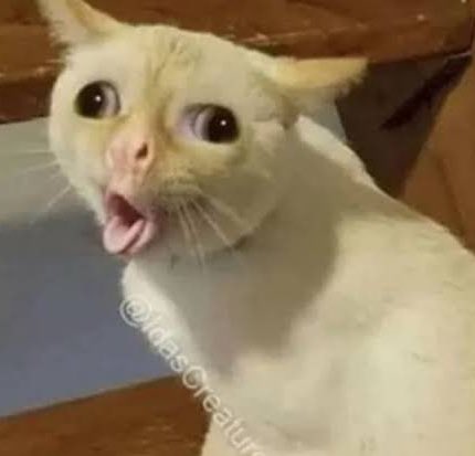 kris10milanz's tweet photo. Reminded me of this cat meme ㅋㅋㅋ https://t.co/j42f1cfnou