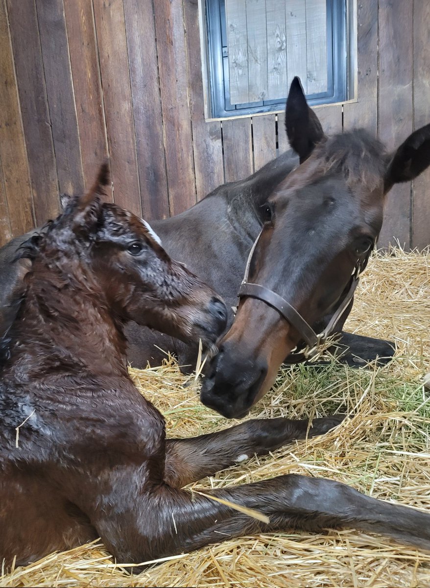 Caged Mistress foaled a healthy colt by Bayern. <a href="/GlenTodd1/">GLEN TODD</a> <a href="/ManorTodd/">Todd Manor</a>