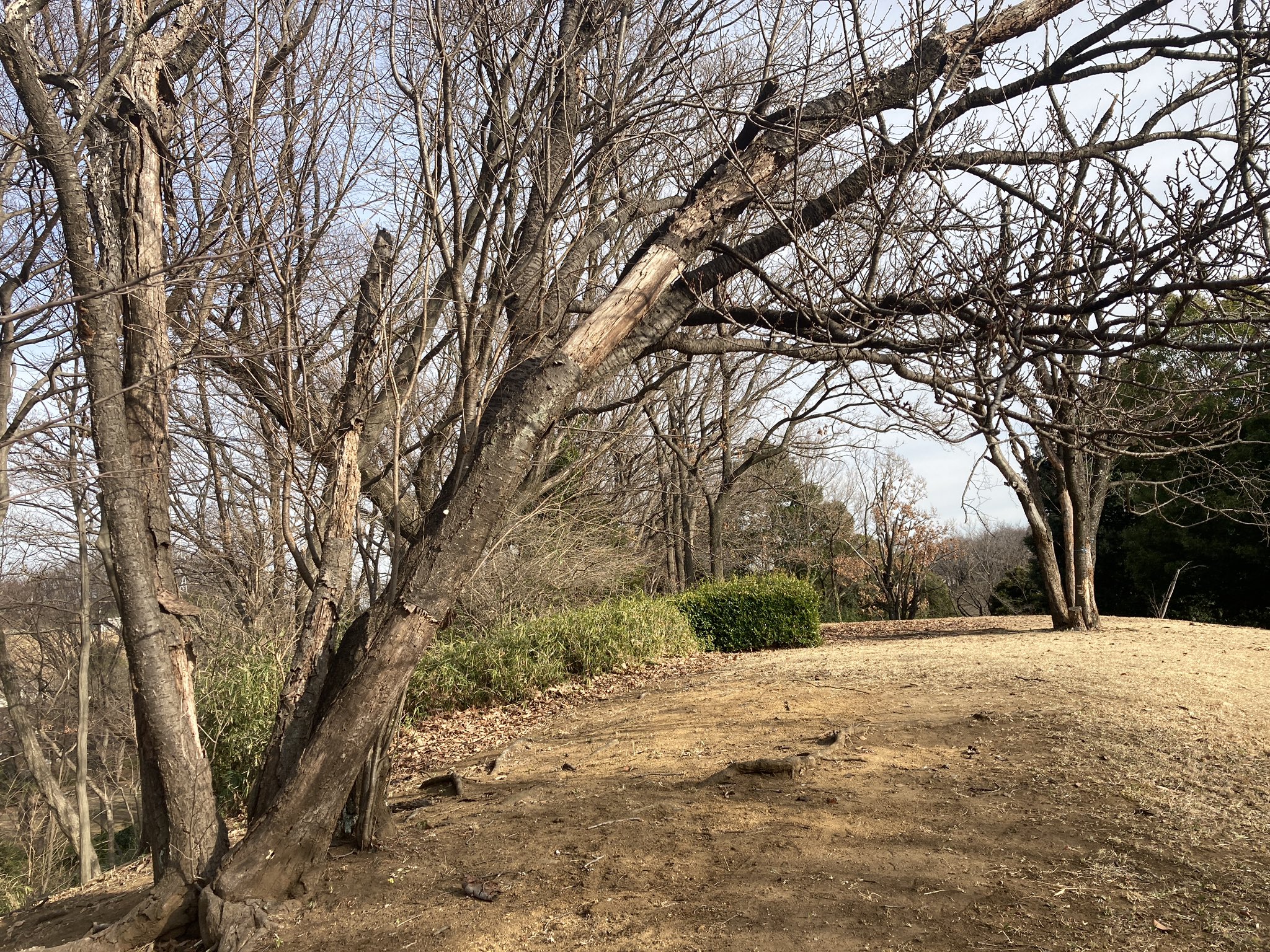 ラジオペンチ 散歩中だけどこの公園は枯れ木が多くて危ないね 多摩市 馬引沢南公園 近くの桜ヶ丘公園は都立だけあって人が近づく場所にこんな枯れ木は無いよ T Co Pfktnnmikg Twitter