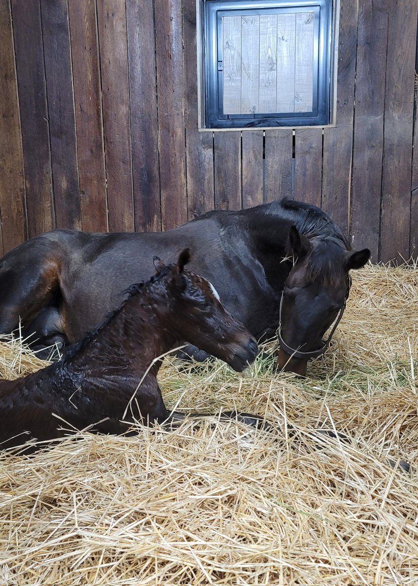 Caged Mistress and her Colt by Bayern. <a href="/GlenTodd1/">GLEN TODD</a> <a href="/ManorTodd/">Todd Manor</a>