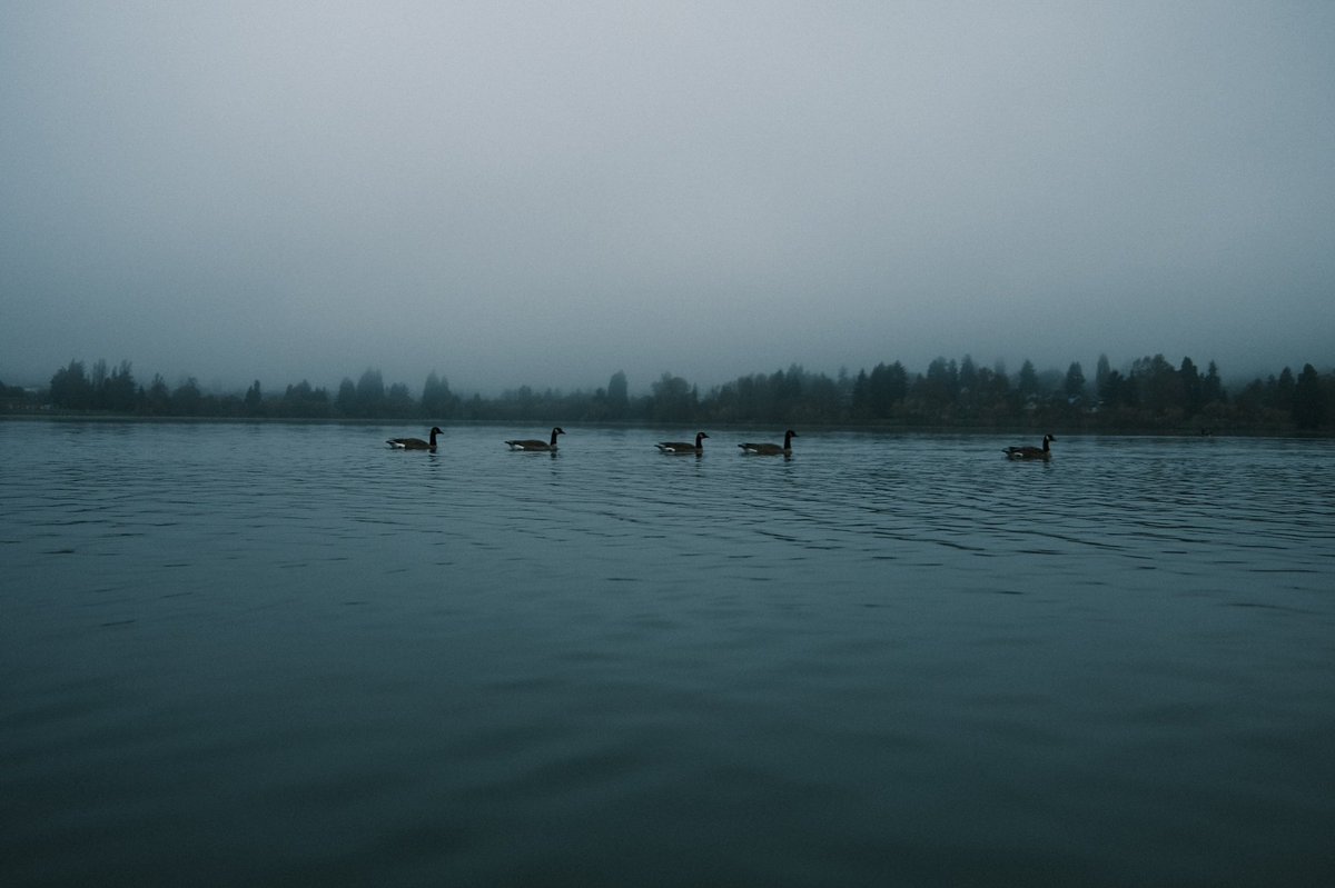 preset1's tweet photo. @KristianGillies Just saw your birds in a row and remembered this shot! https://t.co/t88N6rOEpi