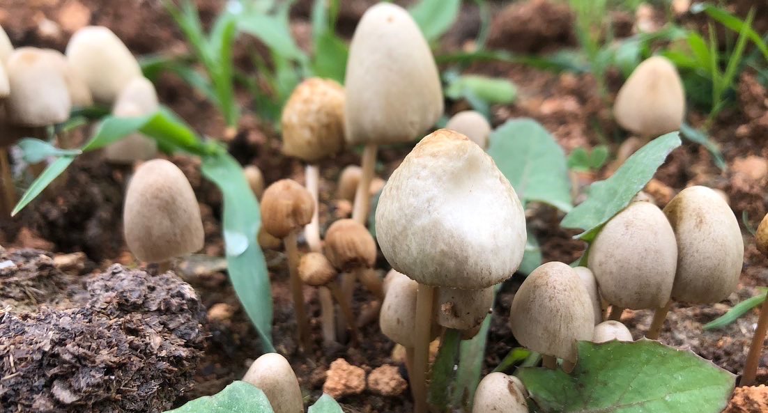 Bahçemizde bahar uyanmaya başladı ⁦@BilsemMeb⁩ ⁦<a href="/mem_siirt/">Siirt İl Millî Eğitim Müdürlüğü</a>⁩ ⁦<a href="/varmik/">Prof.Dr.Kemal Varın Numanoğlu</a>⁩