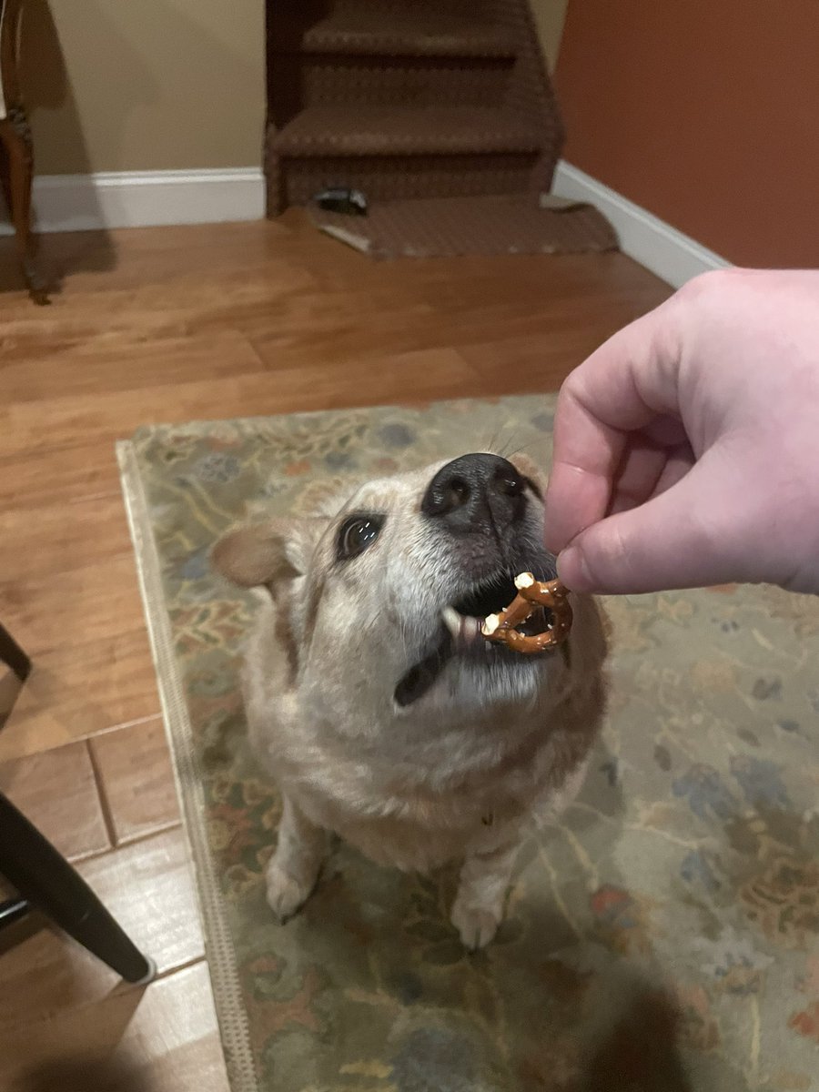 ethanmillerny's tweet photo. Emma Pretzgression #dogsoftwitter https://t.co/2LHdfwa2UU