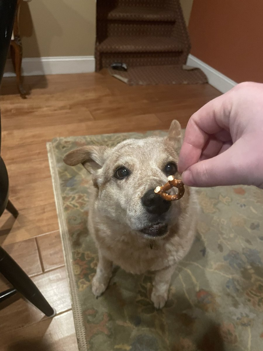 ethanmillerny's tweet photo. Emma Pretzgression #dogsoftwitter https://t.co/2LHdfwa2UU