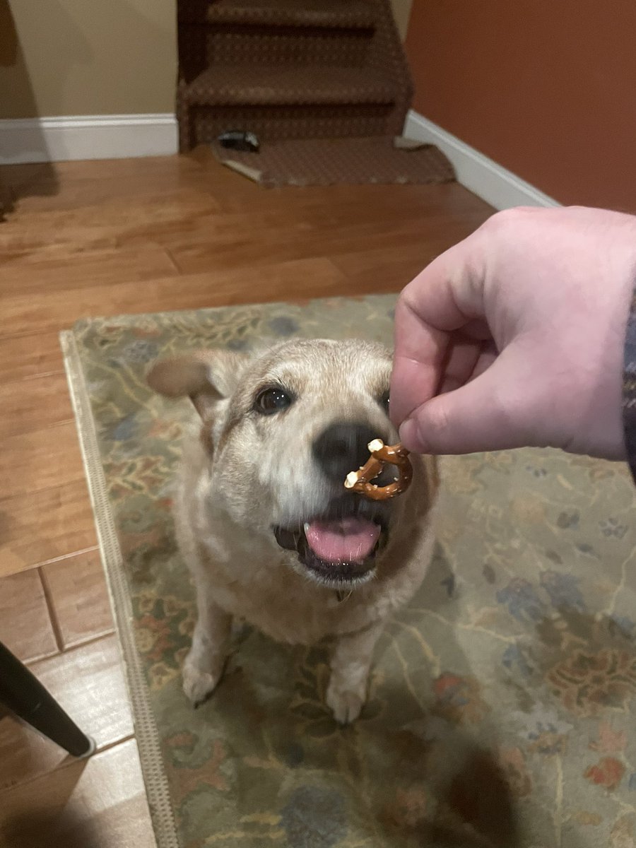 ethanmillerny's tweet photo. Emma Pretzgression #dogsoftwitter https://t.co/2LHdfwa2UU