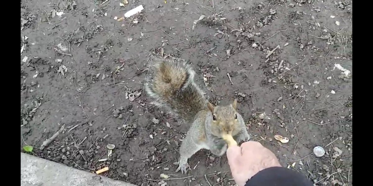 JACKACK7's tweet photo. Hanging out with the Squirrels. #JackAckman #Squirrels https://t.co/fUOJ5JOo84