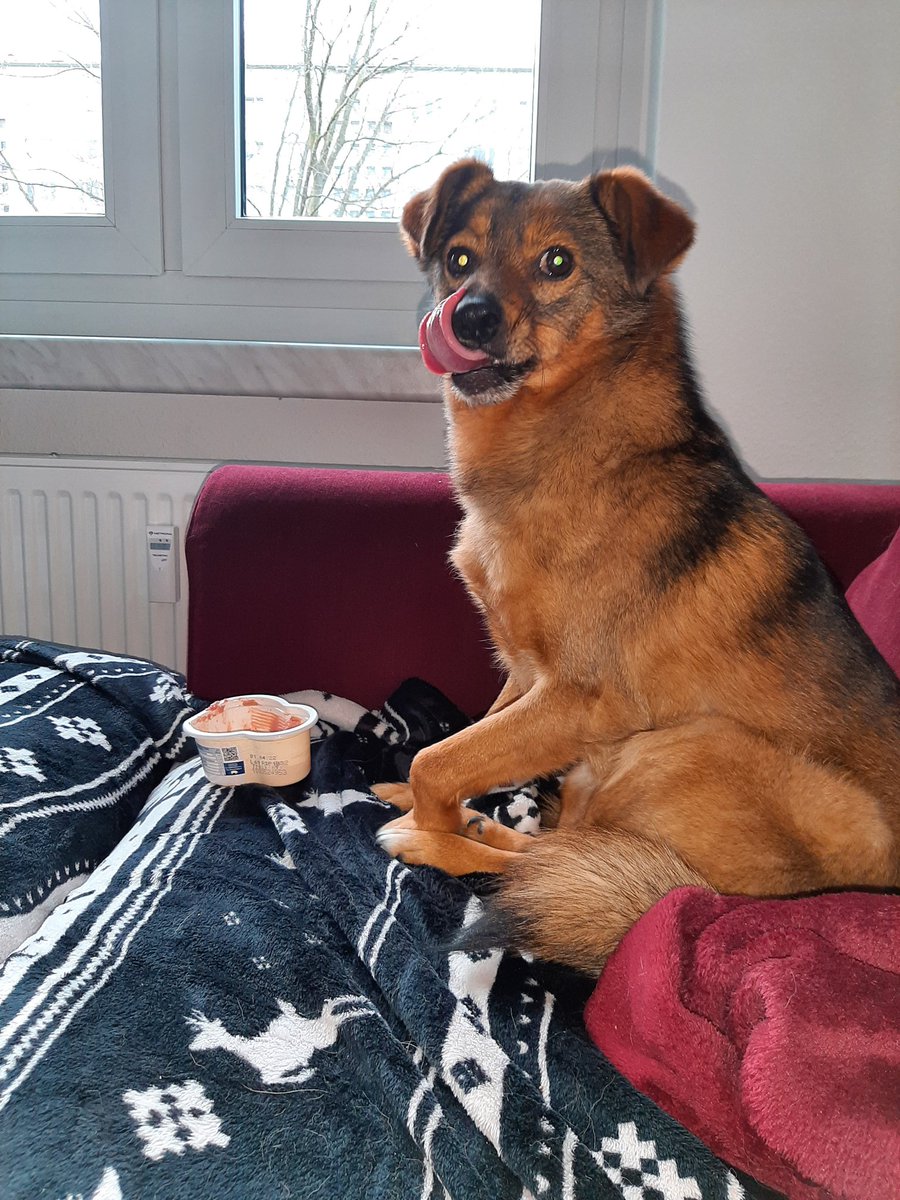 FrechdachsPaul's tweet photo. LEBERWURSTFRÜHSTÜCK!!

Ach und: Guten Morgen ihr Schlawiener.

#GeilerTag
#Leberwurstfüralle https://t.co/Yd8Vtm1tVc