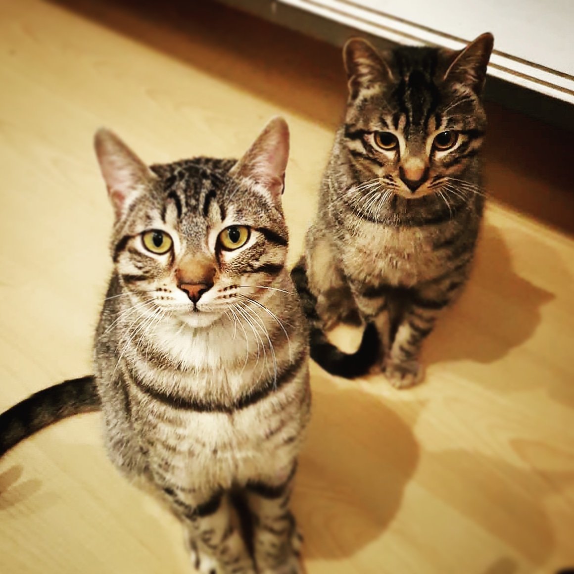 Aquestes dues preciositats (mascles) viuen a Badalona amb una família que no els pot atendre per manca de recursos, els donen a contracor 😔💔. El millor que els pot passar és trobar una família que els estimi. Els ajudem a trobar una llar? Gràcies per fer-ne difusió! 💞
