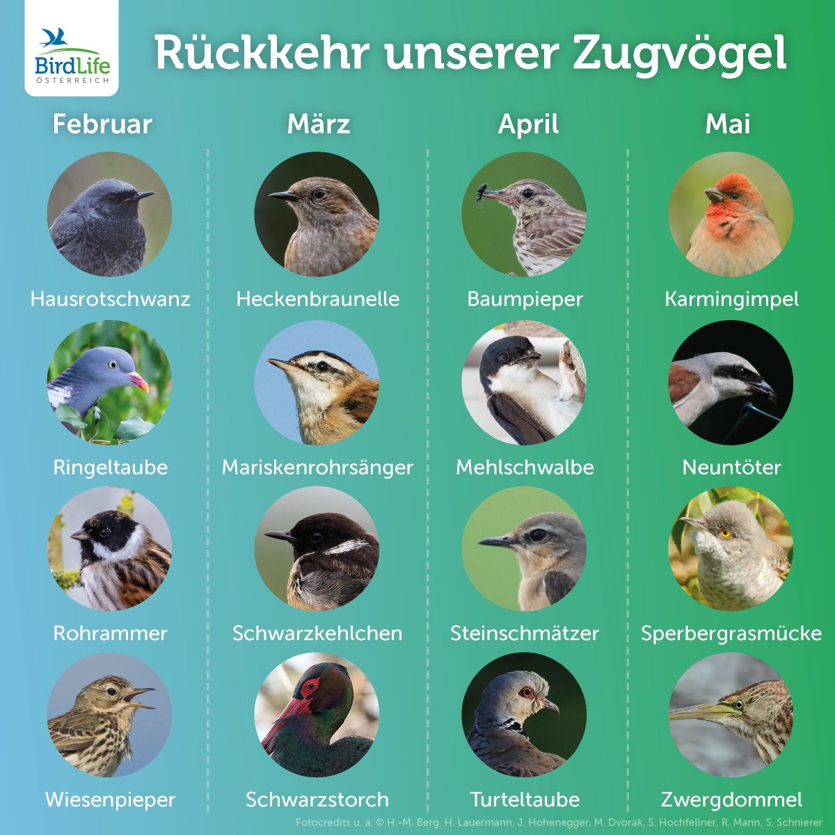 BirdLifeAustria's tweet photo. Einige #Vogelarten sind bereits aus ihrem Winterquartier zurückgekehrt, andere befinden sich aktuell auf der Reise und wieder andere verbringen noch mehrere Wochen im Süden, ehe sie sich auch auf die lange Heimreise machen. 

Ein kleiner Überblick der ungefähren Ankunftszeiten: https://t.co/upfDHRBJlf