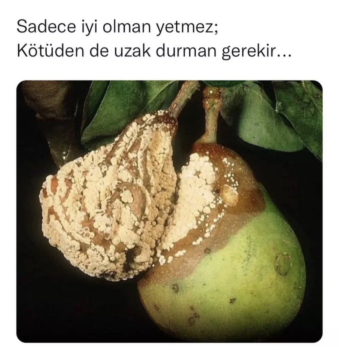 Derya Çatalbaş (@derya_catalbas) on Twitter photo 