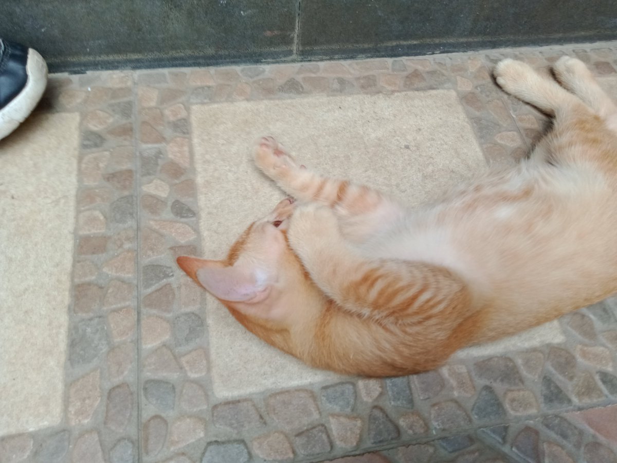BoncerChloe's tweet photo. This is how you know its hot today... Spippy is getting a sun tan...☀️

#cat #cats #CatsOfTwitter https://t.co/sseX8ubhTb
