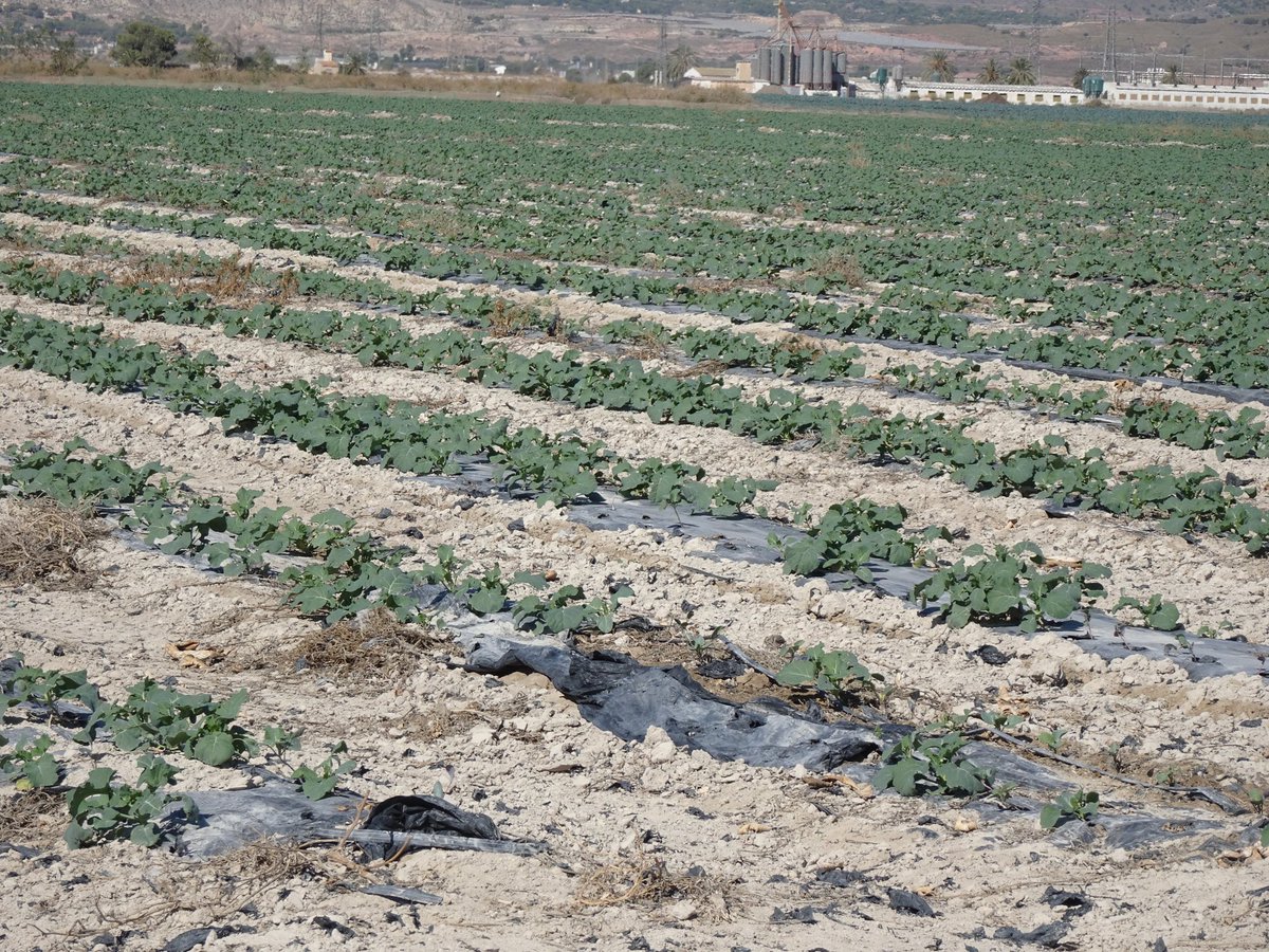Santi_MBarajas's tweet photo. El uso de masivo de plástico en los cultivos de regadío está proliferando por gran parte del país. Y luego los plásticos los dejan abandonados, incorporándolos al suelo al arar el suelo. Se estima que entierran orden de 100 kg por ha y año. Y las administraciones lo permiten. https://t.co/wUQVvytHhu