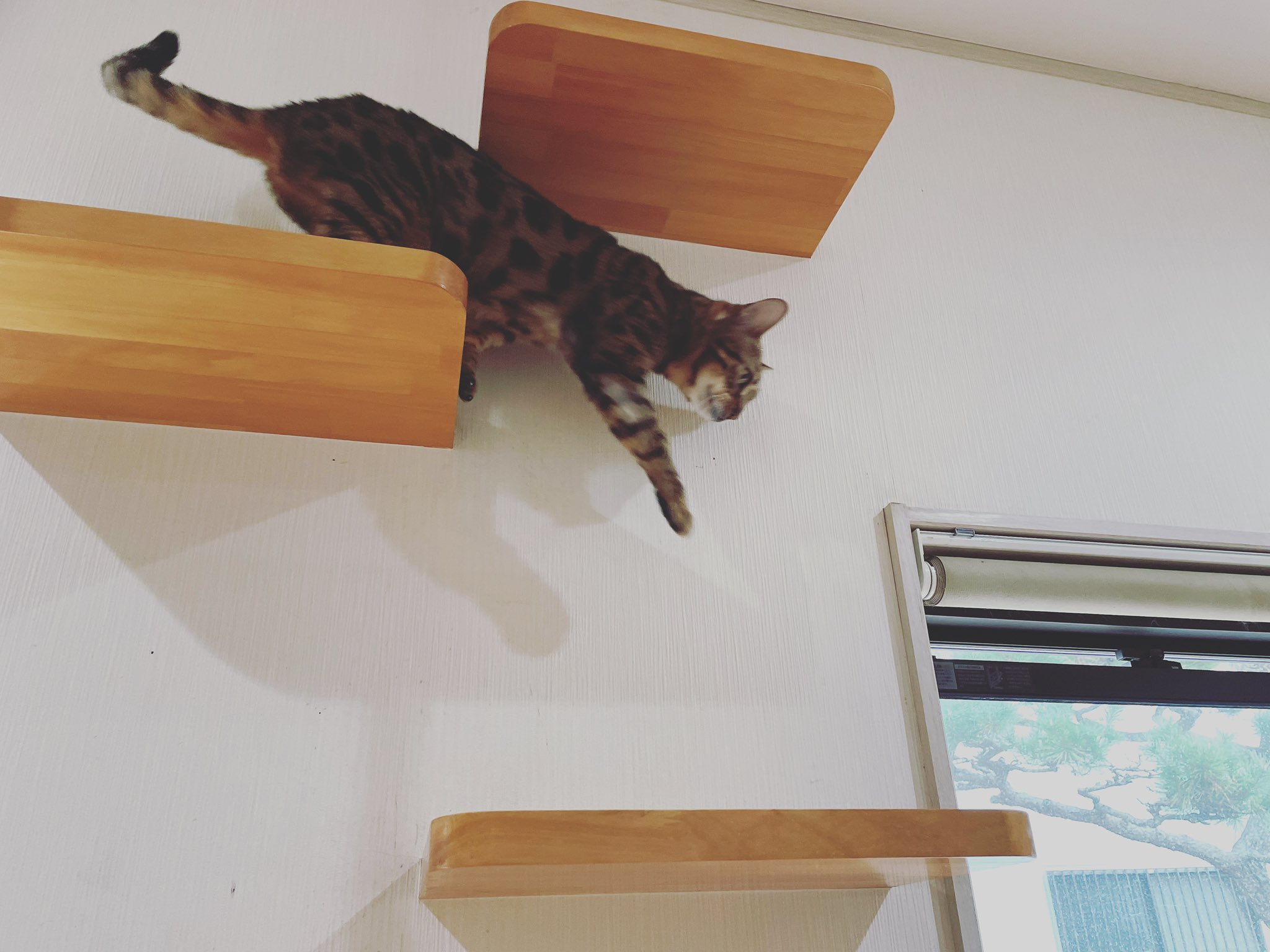 猫カフェ紅葉 大阪 泉南市 Nekocafemomiji Twitter