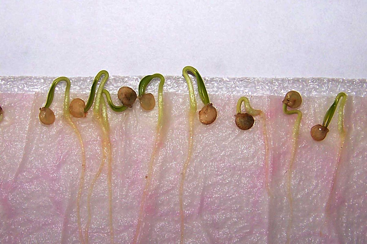 Проростание семян перца