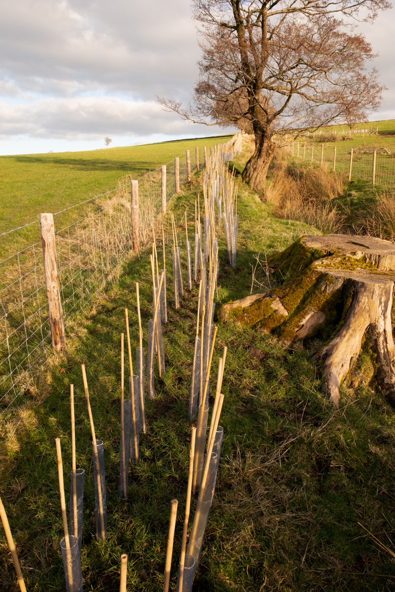 michaelfairles1's tweet photo. @PendleHillLP Replanting hedgerows (taken out 50yrs ago) with Jayne from Pendle Hill LP, volunteers, farmer and son, at Roughlee. Today 1000 Hawthorn planted, total 10000, with mixed shrubs going in next year. Beneficial to livestock and wildlife. https://t.co/TgH7y1h9Ok