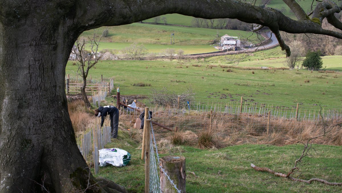 michaelfairles1's tweet photo. @PendleHillLP Replanting hedgerows (taken out 50yrs ago) with Jayne from Pendle Hill LP, volunteers, farmer and son, at Roughlee. Today 1000 Hawthorn planted, total 10000, with mixed shrubs going in next year. Beneficial to livestock and wildlife. https://t.co/TgH7y1h9Ok