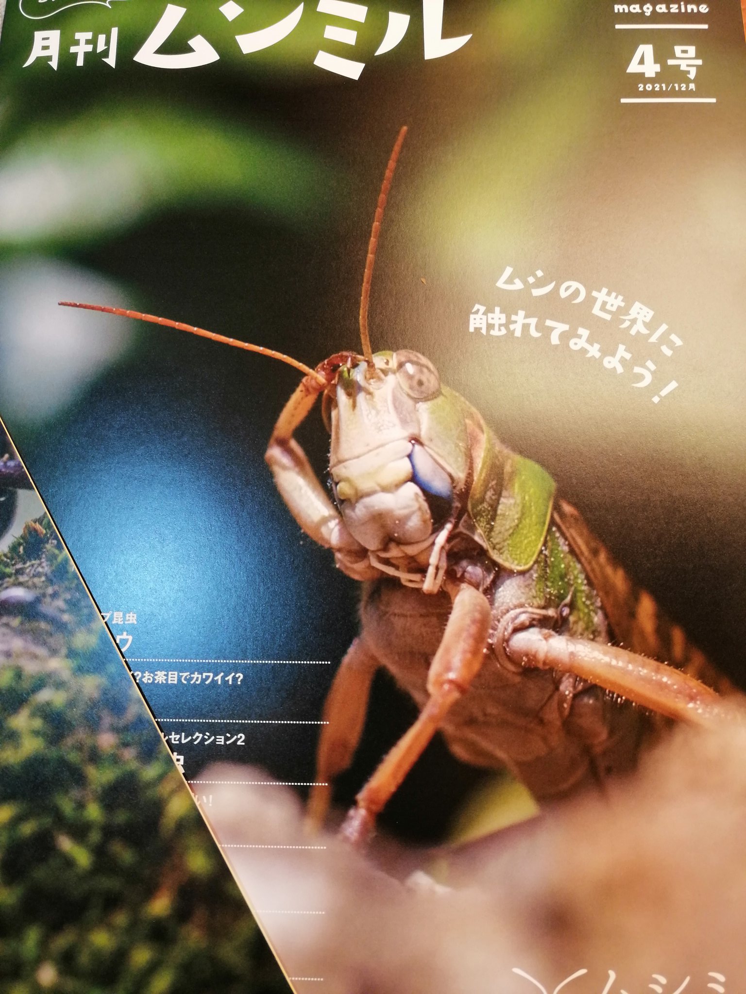 ムシミル 村松佳優 Webの昆虫写真図鑑 月刊ムシミル発行 Insect Design Twitter