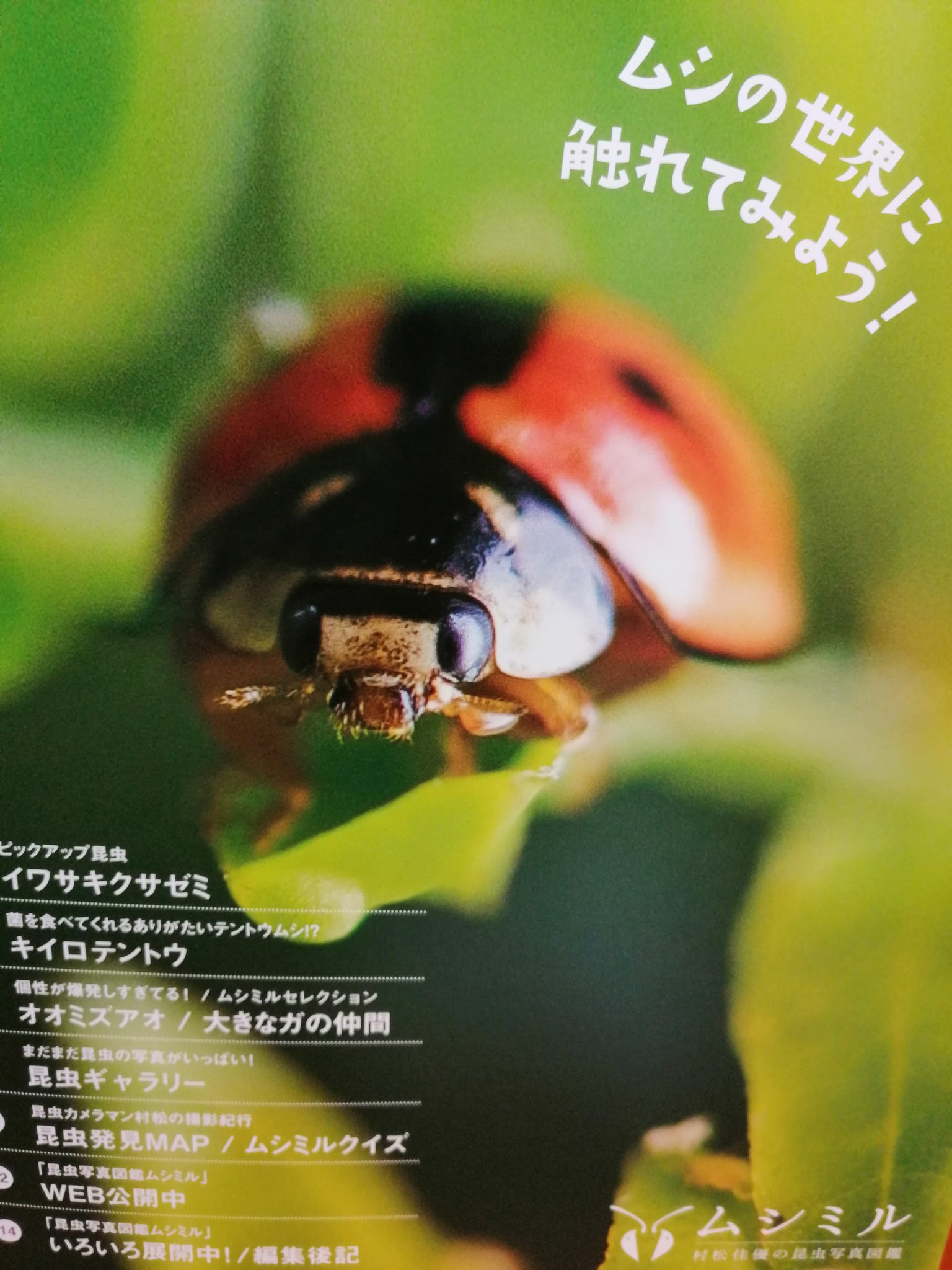ムシミル 村松佳優 Webの昆虫写真図鑑 月刊ムシミル発行 Insect Design Twitter