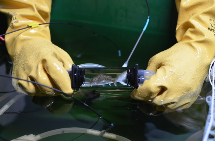 LammiStation's tweet photo. University of Helsinki PhD student Eirik Åsheim tells about his research on salmon maturation and respiration at Lammi Biological Station in our latest blog:
https://t.co/QqicW579YH
@evolcongen @erasheim https://t.co/LL5vmceH3b