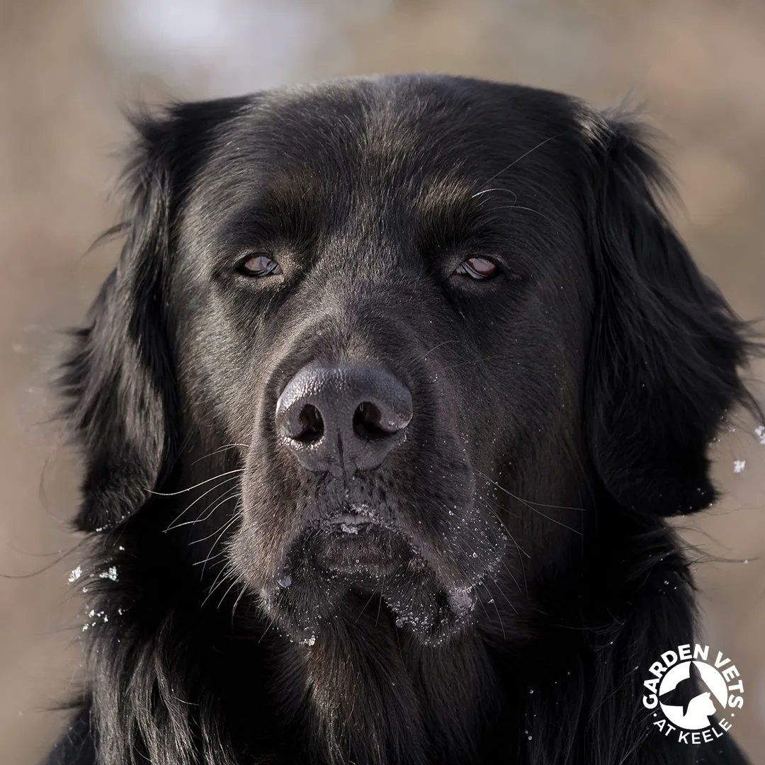 GardenVetsKeele's tweet photo. Monday's, we get it. Show us some of your pet's best Monday faces, we'd love to see them. #MondayVibes #VetTwitter #MondayMood #Grumpypets https://t.co/fXzYu4CXtG