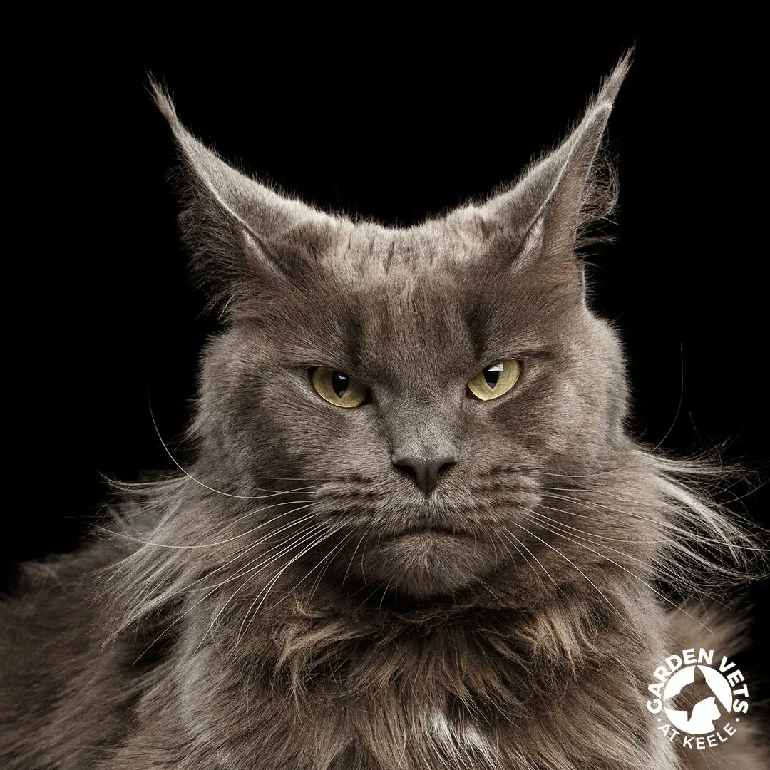 GardenVetsKeele's tweet photo. Monday's, we get it. Show us some of your pet's best Monday faces, we'd love to see them. #MondayVibes #VetTwitter #MondayMood #Grumpypets https://t.co/fXzYu4CXtG