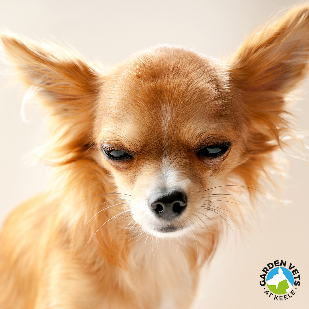 GardenVetsKeele's tweet photo. Monday's, we get it. Show us some of your pet's best Monday faces, we'd love to see them. #MondayVibes #VetTwitter #MondayMood #Grumpypets https://t.co/fXzYu4CXtG