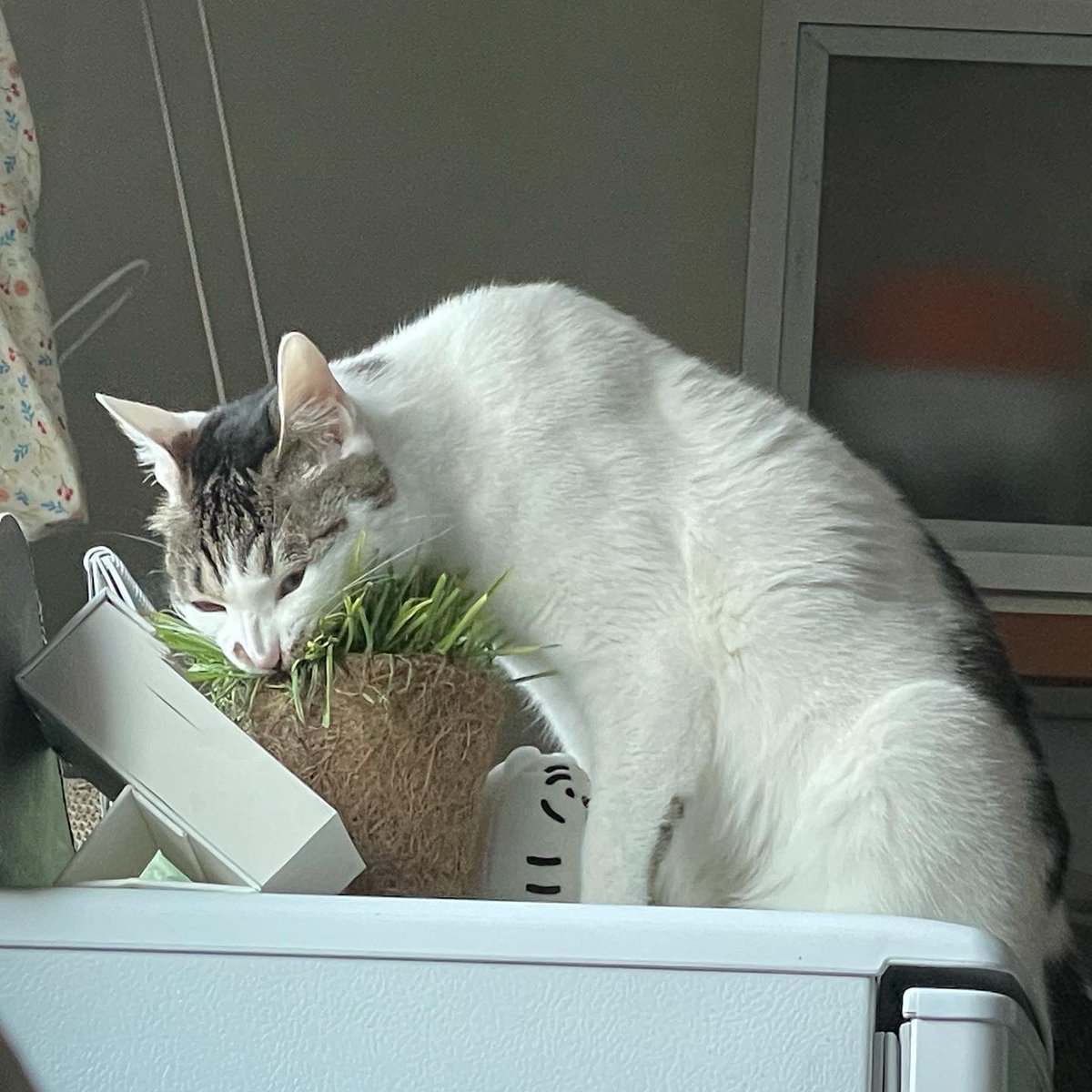 songpyeon_cat's tweet photo. 무슨 일이 일어나고 있나요? https://t.co/FCkXikgJWZ