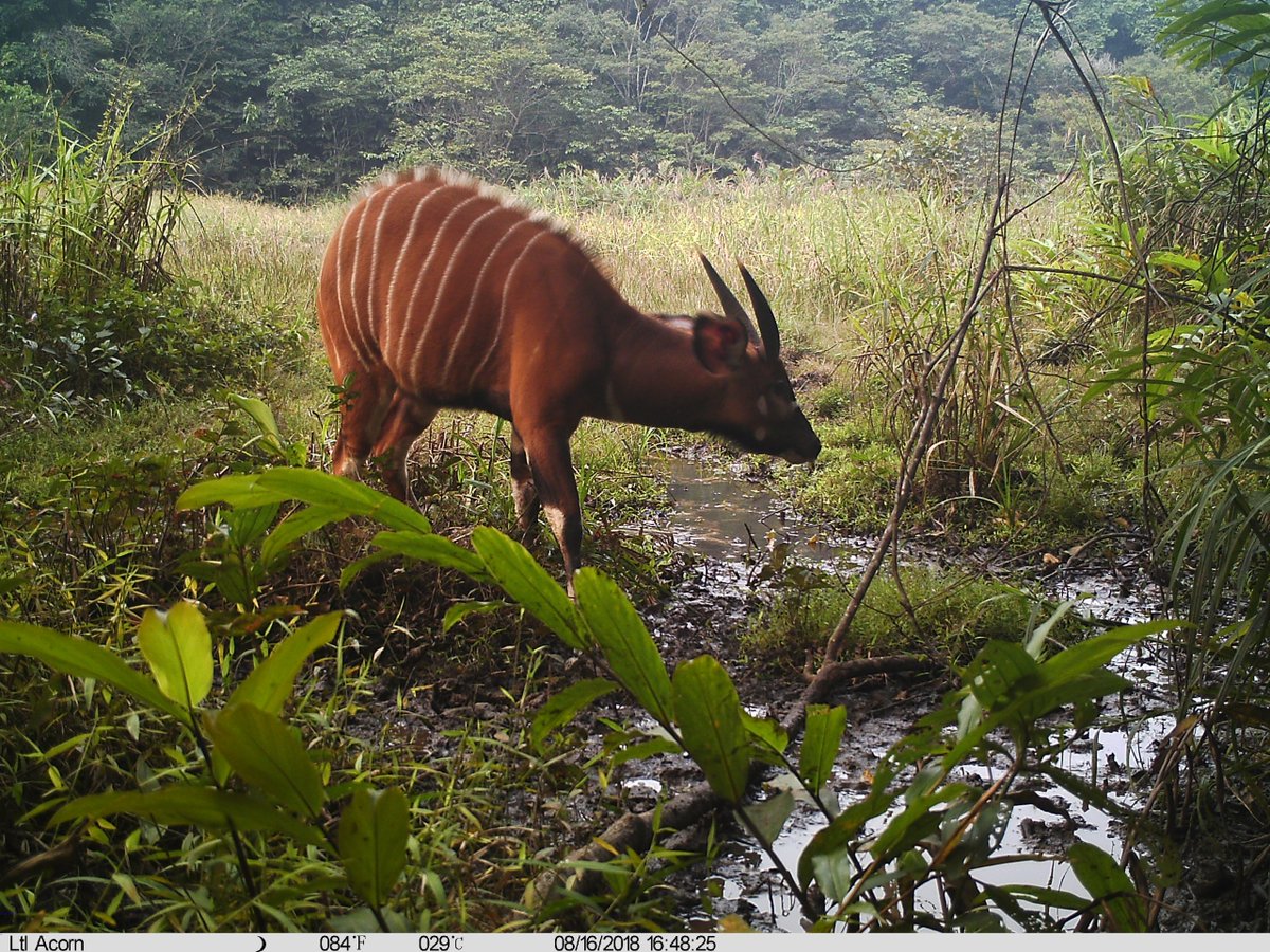 WWF_RDCongo's tweet photo. 1/2 Biosurveillance des grands mammifères: Les pièges à caméras installés dans le parc national de la #Salonga ont capturé plus de 12 000 images de faune en 2021 : éléphants🐘, bongos, léopards🐆, hippopotames🦛, etc. 👉🏾https://t.co/Ee0OC2b1vv
#wildlife #WWFRDC https://t.co/WVOFl1GLZX