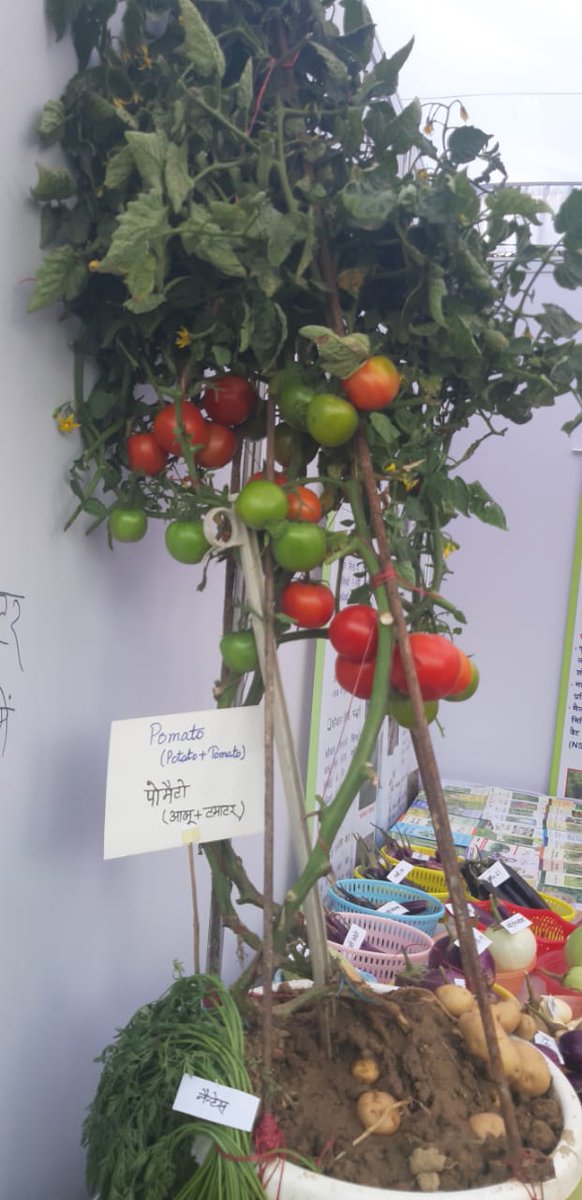 ChiefSecyUP's tweet image. प्रदेश में बागवानी क्षेत्रफल में सिर्फ 12% कवर करती है जबकि कुल कृषि आय में 25% योगदान करती है, जो लगभग ₹85,000 करोड़ वार्षिक है।

आने वाले साल में इसे ₹1 लाख करोड़ के पार करने की योजना है।