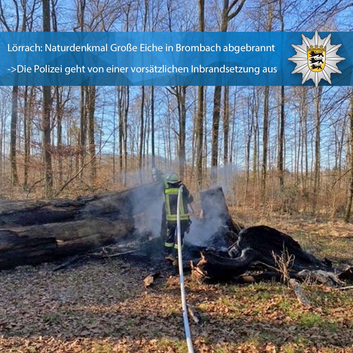 PolizeiFR's tweet photo. 🌳🚒Lörrach: Naturdenkmal Große #Eiche in #Brombach abgebrannt: https://t.co/X881C8ds2i
Die Polizei geht von einer vorsätzlichen Inbrandsetzung aus.
Hinweise zur Täterschaft können an das Polizeirevier Lörrach übermittelt werden. (☎️ 07621 176-500) https://t.co/Fp6FXjcz3g