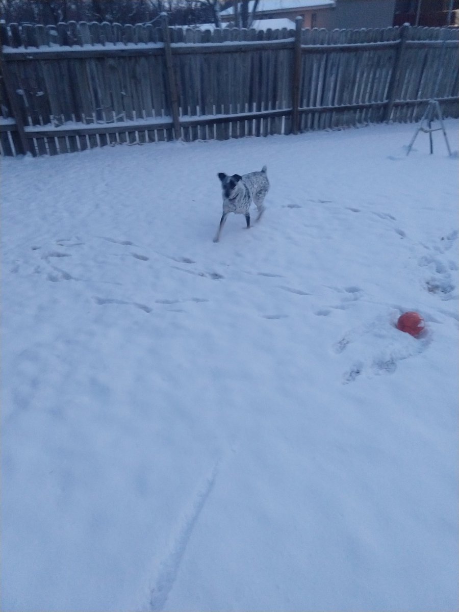 ClaireSurely's tweet photo. @NWSOmaha Around 2 inches and a very excited pupper in central Lincoln at 33rd and Vine https://t.co/YQ9FJp9gDQ