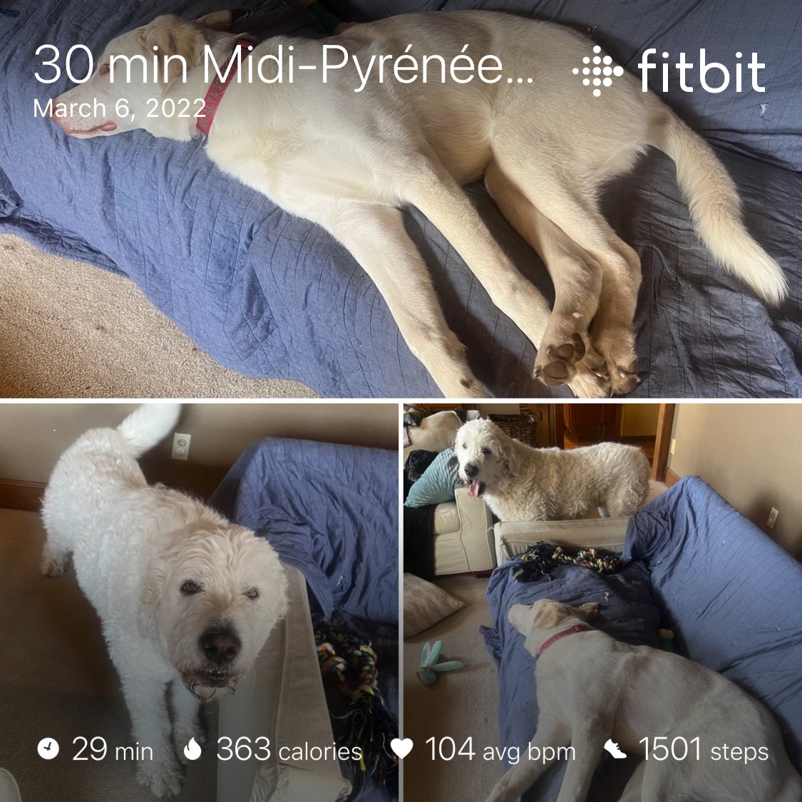 SpartyHawkCache's tweet photo. “2 Dog from the Region.”🦙🐕
(WEIGHT: 203.3 LBS)
(TEMP: bedroom temp)
(EXERTION: 30 mins on @onepeloton Midi-Pyrénées Ride)
(W/ Komondor & Anatolian Shepherd 🩸 flowing thru their 🐶 bods-1 has a sense of urgency, the other does not.)🇭🇺🇹🇷
#Canines #BigDogs #FastvsSlow https://t.co/vScXmymXsR