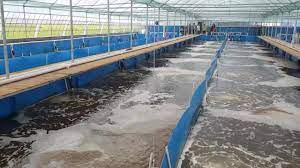 AzupardoFe's tweet photo. 250 to 600 billion crustaceans are raised and killed each year (mainly shrimp) on Aquaculture farms. More than half of the shrimp and fish who are consumed worldwide come from these farms  #WOWvTaiji  #EndFishing #WoDEF https://t.co/gti4yruKIo