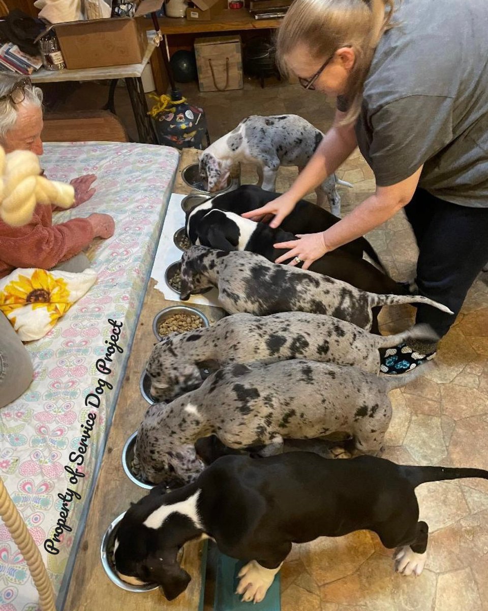 Our Christmas litter enjoying their breakfast!! @servicedogproject @dogblessyou #exploreorg #servicedogproject #dogblessyou  #servicedog #servicedogs #greatdaneservicedog #greatdane #greatdanesh #balance #balanceandmobility #balancedog #greatdanesofinstagram