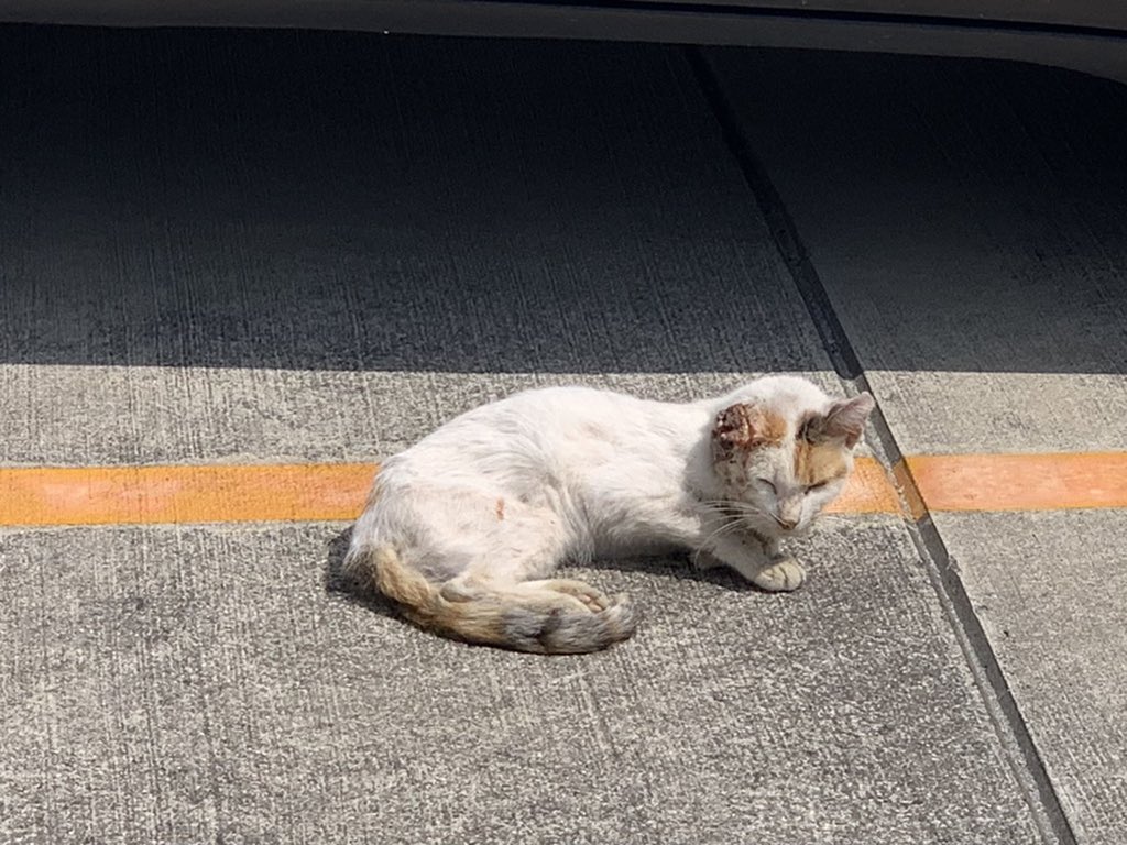 DUMrEJquKFXm73v's tweet photo. 沖縄で病気や怪我してる野良猫を助けたり、救ってくれる人、団体があれば教えて欲しいです
宜野湾の駐車場で右耳が無く、毛並みも悪く、ガリガリの猫が居ました
人を警戒しており、遠目でエサをあげてみたら食べてくれました
ただ、とても痛々しくて何かできないかとツイートしています

#拡散希望 https://t.co/s7j3DRBjnQ