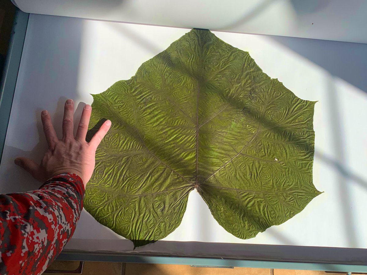 <a href="/okaybuthow_/">Katie Walker</a>  my brother and I found a big leaf!!
