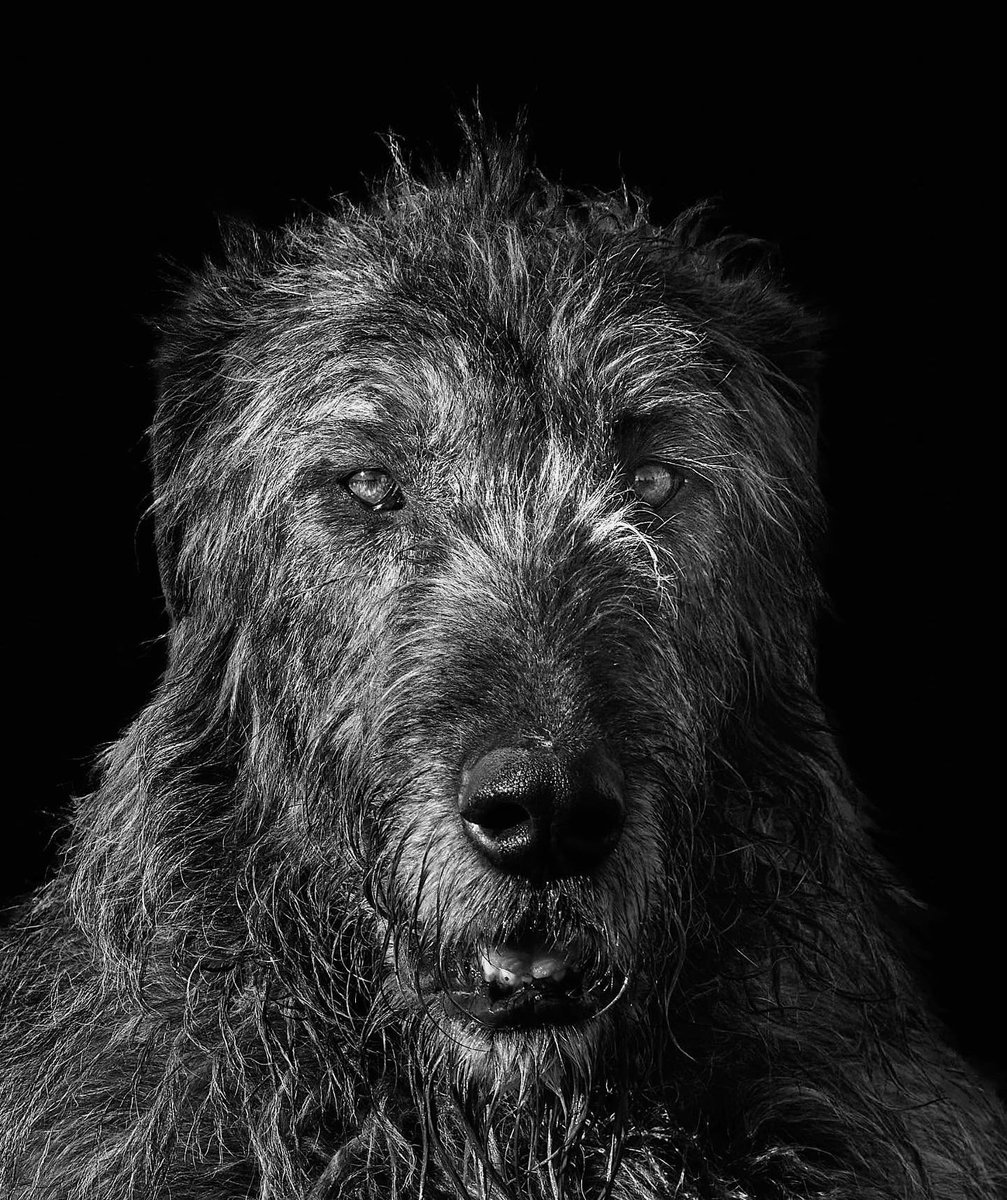 Bran’s Game face 🐺♥️🐾 Woof Woof
#irishwolfhound #irish #petportrait