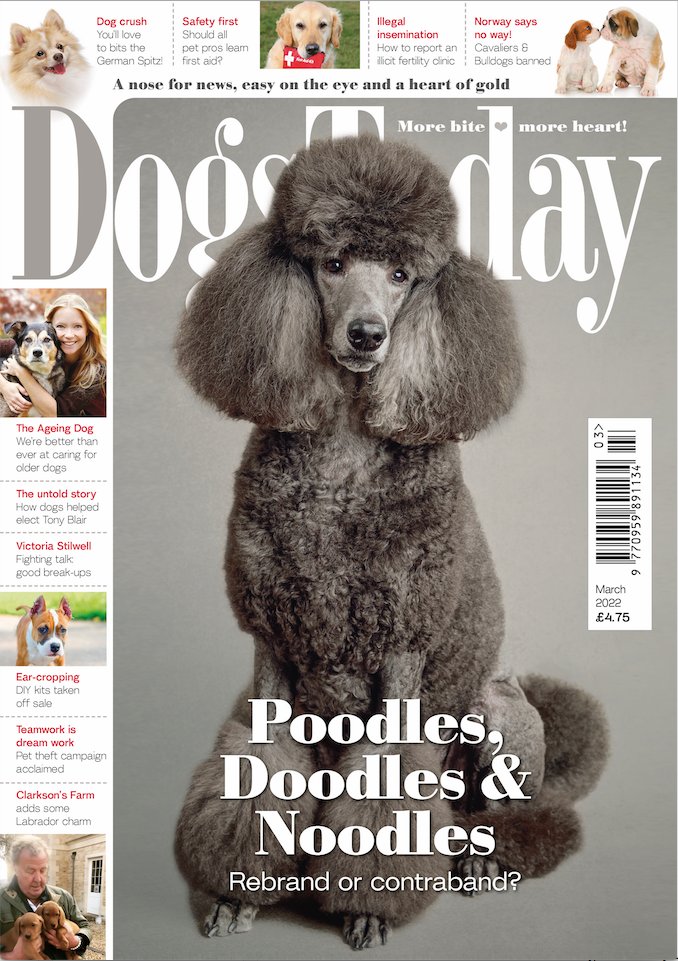 And in other news - front cover of Dogs Today by yours truly - Woof!