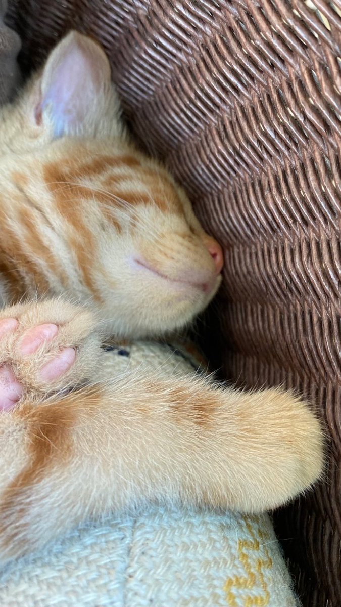 theremaybebugs's tweet photo. More #Kittyspam #kittenspam #jakethegingertom https://t.co/EHPfNG9Ch0