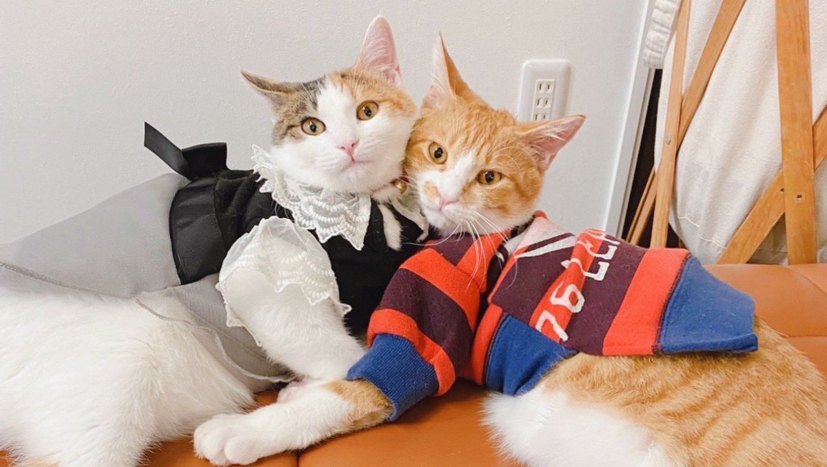 chokin1129's tweet photo. 仲良し兄妹猫🥰
どこかで見たことある光景😳✨

#猫好きさんと繋がりたい https://t.co/nPaFSqfa8X