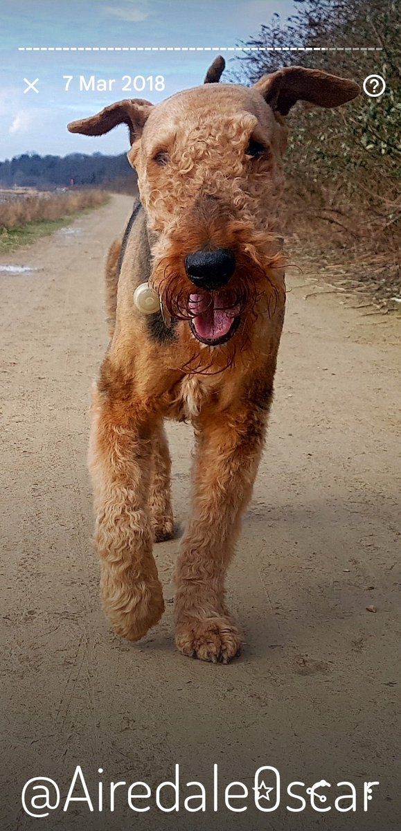 7th March 2018 aged 10 
Oscar loved his walks 🥰
#Airedale #AiredaleTerrier #InRemembrance #DogsOfTwitter #HandsomeBeast