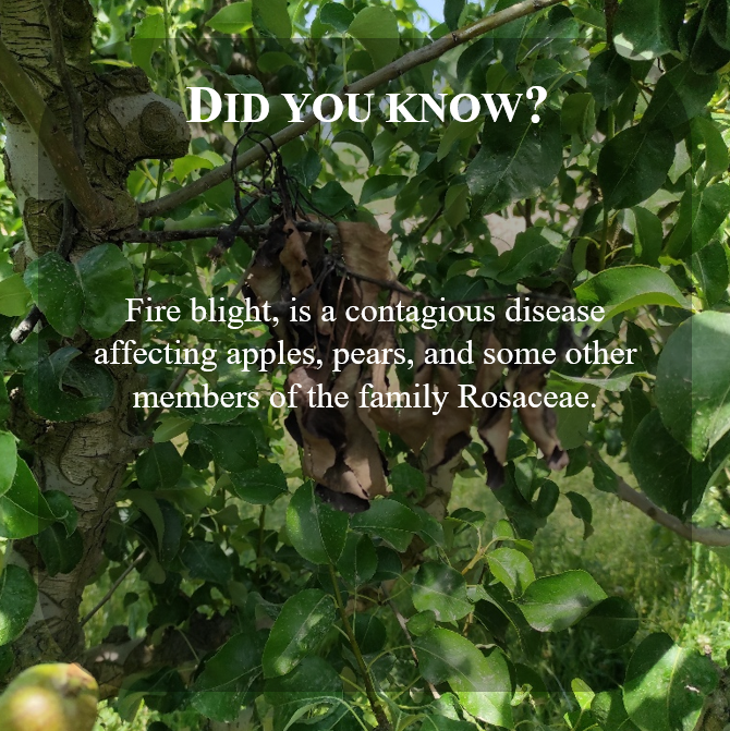 PhageFireEu's tweet photo. #didyouknow #fireblight #interestingfact #eu #phagefire #euproject #h2020 #horizon2020 https://t.co/7niZ1RaLEn