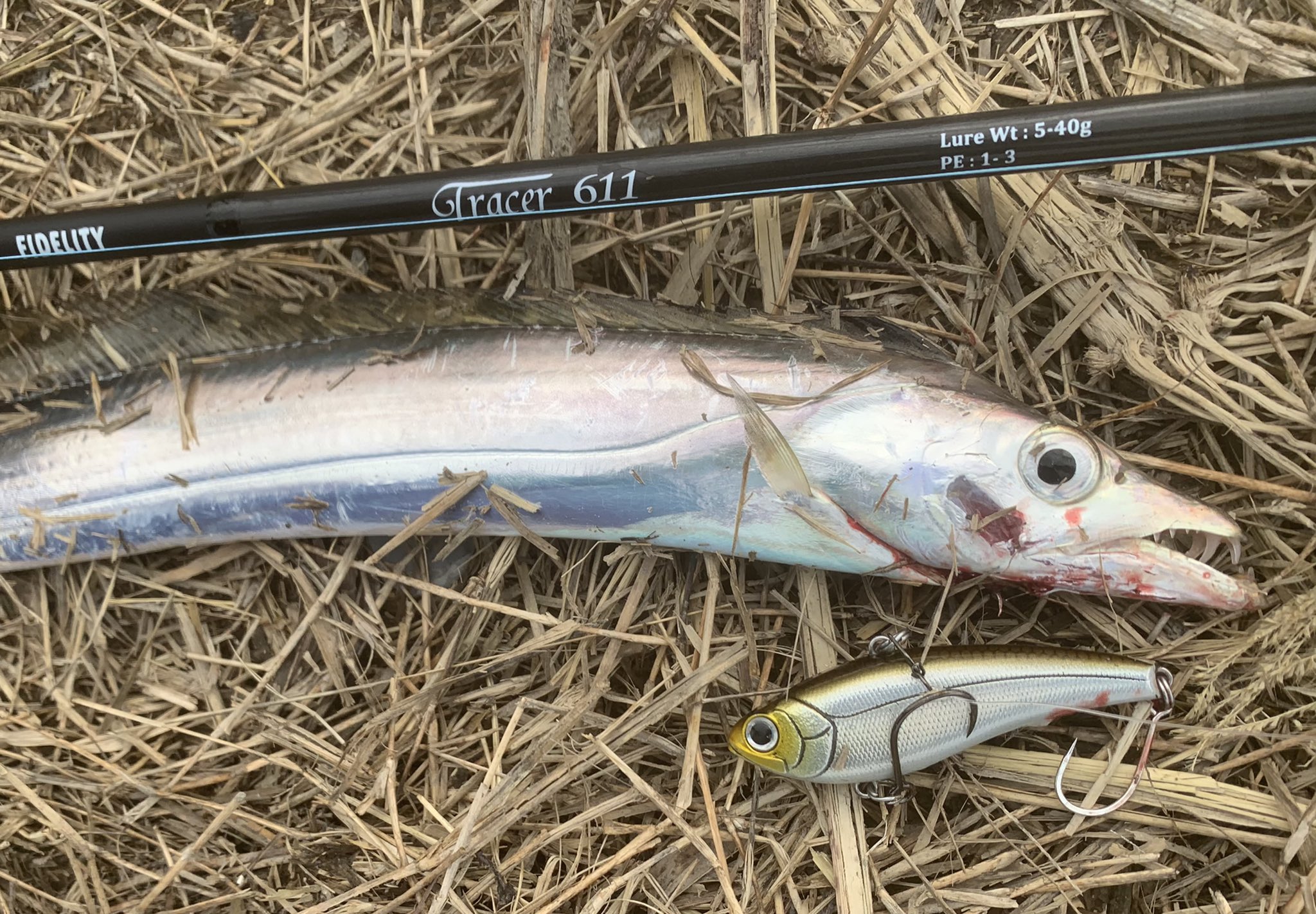 Rin 川タチ 今年多い気がする 知らんけど 沖縄ルアー タチウオ Fiderity Tracer611 都市河川 T Co Bajzaxyxse Twitter
