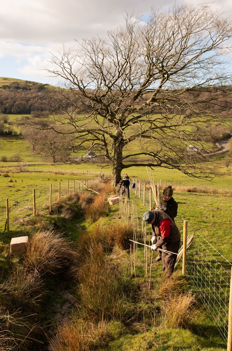 michaelfairles1's tweet photo. @WoodlandTrust Replanting hedgerows (taken out 50yrs ago) with Jayne from Pendle Hill LP, volunteers, farmer and son, at Roughlee, Lancs. Today 1000 Hawthorn planted, total 10000, with mixed shrubs going in next year. Beneficial to livestock and wildlife. https://t.co/wiX1cJgIS0